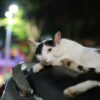 スクーターの上で笑顔でくつろぐ台湾の猫の写真