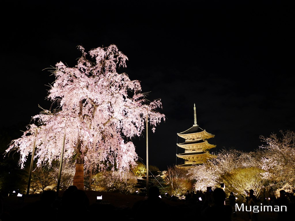 京都・東寺　夜間拝観の枝垂れ桜とライトアップされた五重塔