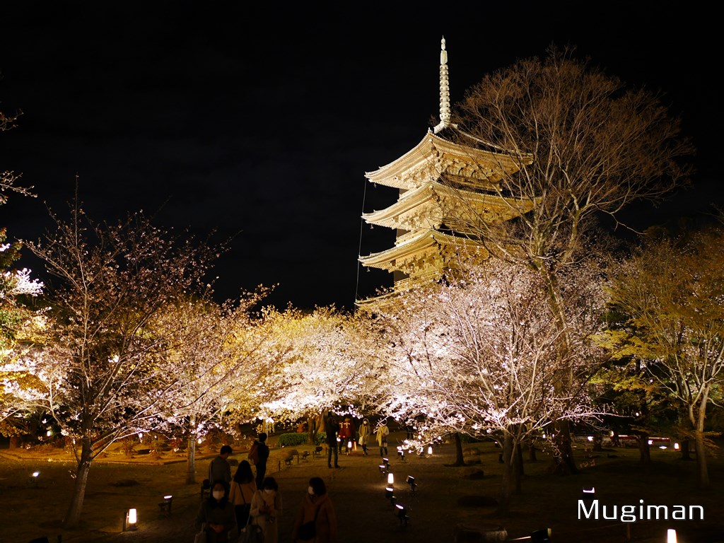 京都・東寺　夜間拝観の桜とライトアップされた五重塔